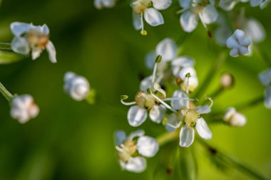 Dağlarda yetişen Pleurospermum austriacum çiçeği