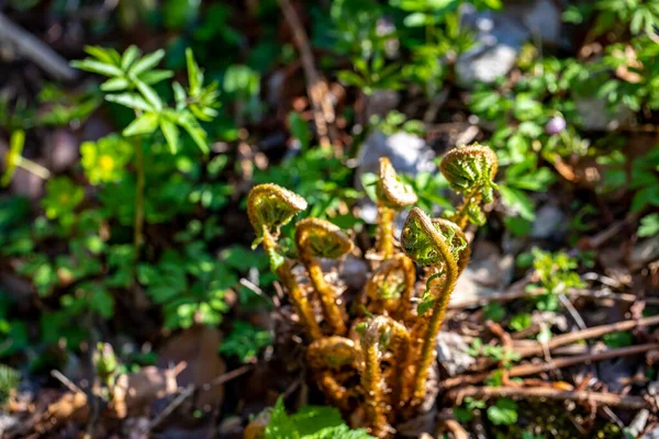 Цветок Dryopteris Filix Mas Растущий Лесу — стоковое фото