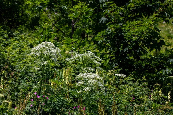 stock image Pleurospermum austriacum flower growing in mountains