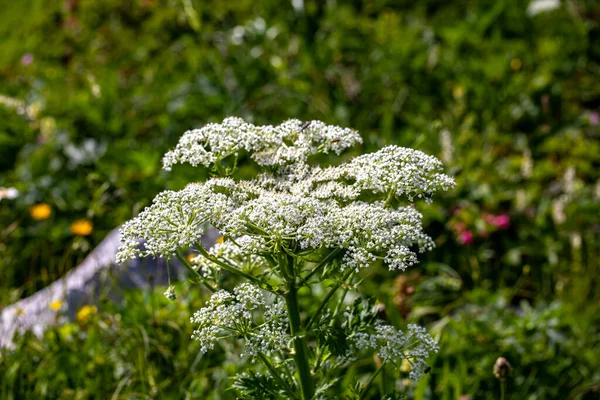 Dağlarda Yetişen Pleurospermum Austriacum Çiçeği — Stok fotoğraf