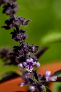 Çayırda büyüyen Ocimum Kilimandscharicum çiçeği, kapat