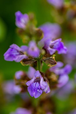 Çayırda yetişen Salvia resmi çiçekleri, kapayın.