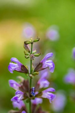Çayırda yetişen Salvia resmi çiçekleri, kapayın.