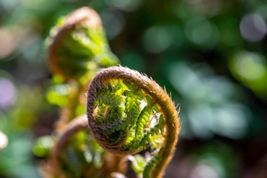 Ormanda yetişen Dryopteris filix-mas çiçeği