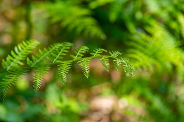 Ormanda yetişen Dryopteris filix-mas çiçeği