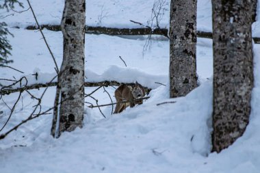 Ormanda geyik, Bohinj bölgesinde.