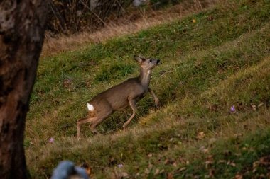 Ormanda geyik, Bohinj bölgesinde.