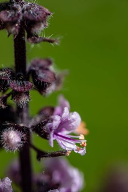 Çayırda büyüyen Ocimum Kilimandscharicum çiçeği, kapat