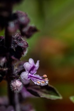 Çayırda büyüyen Ocimum Kilimandscharicum çiçeği, kapat