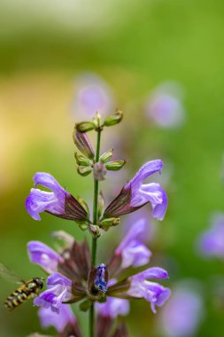 Çayırda yetişen Salvia resmi çiçekleri, kapayın.