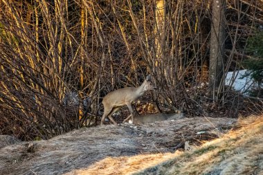 Ormanda geyik, Bohinj bölgesinde.