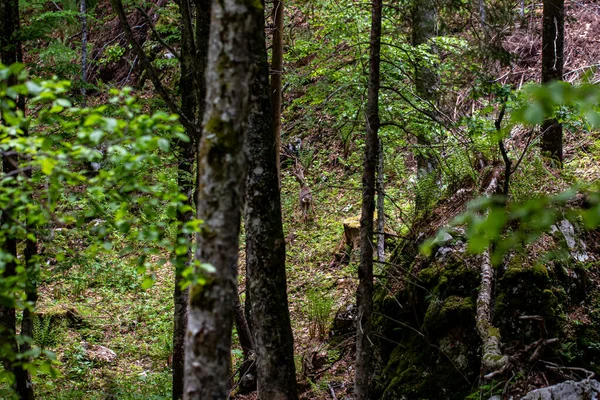 stock image Deer in the forest, Bohinj region