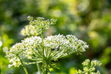 Dağlarda yetişen Pleurospermum austriacum çiçeği