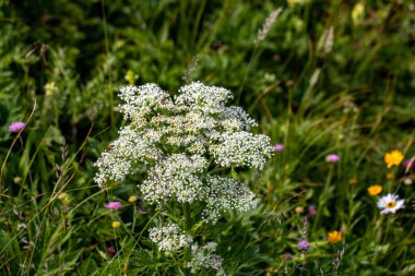 Dağlarda yetişen Pleurospermum austriacum çiçeği