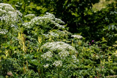 Dağlarda yetişen Pleurospermum austriacum çiçeği