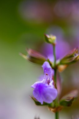 Çayırda yetişen Salvia resmi çiçekleri, kapayın.