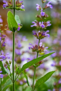 Çayırda yetişen Salvia resmi çiçekleri, kapayın.