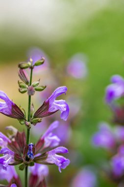 Çayırda yetişen Salvia resmi çiçekleri, kapayın.