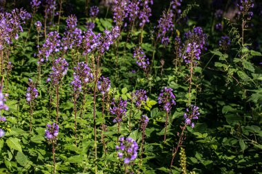 Dağlarda büyüyen Cicerbita Alpina çiçeği, kapat