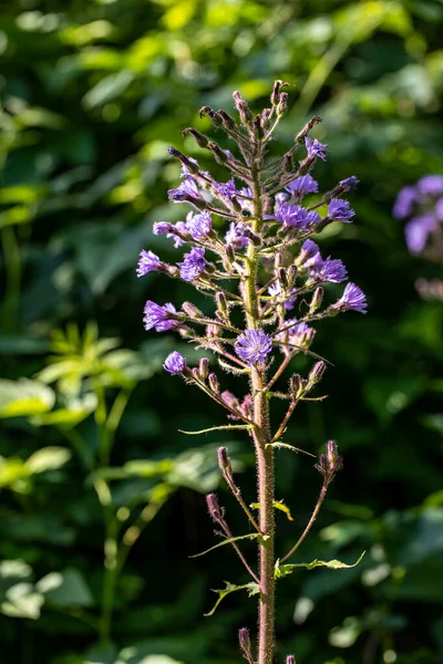 Dağlarda büyüyen Cicerbita Alpina çiçeği, kapat