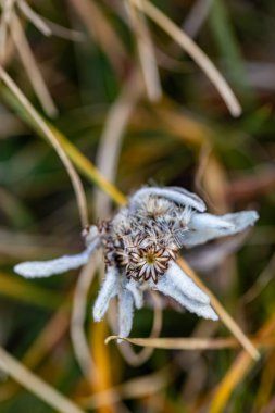 Dağlarda yetişen Leontopodyum nivale çiçeği, kapan