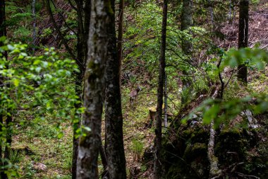 Ormanda geyik, Bohinj bölgesinde.