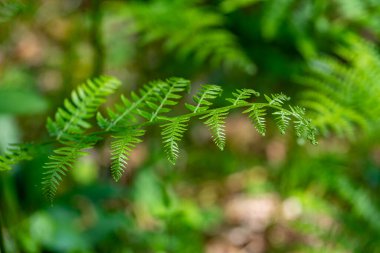 Ormanda yetişen Dryopteris filix-mas çiçeği