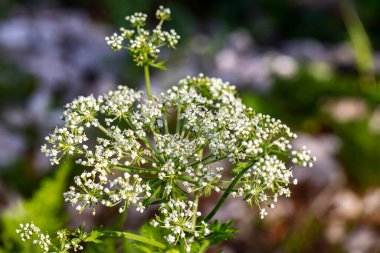 Dağlarda yetişen Pleurospermum austriacum çiçeği