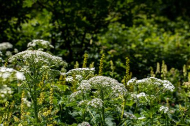 Dağlarda yetişen Pleurospermum austriacum çiçeği
