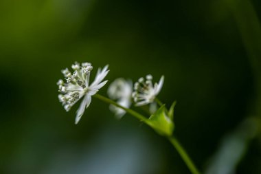 Dağlarda yetişen Astrantia Carniolica çiçeği.