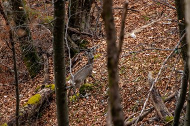 Ormanda geyik, Bohinj bölgesinde.