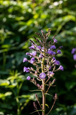Dağlarda büyüyen Cicerbita Alpina çiçeği, kapat