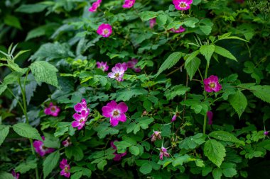 Dağlarda yetişen Rosa sarkacı, yaklaş