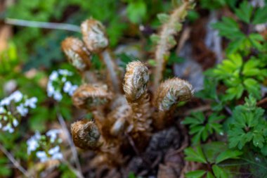 Ormanda yetişen Dryopteris filix-mas çiçeği