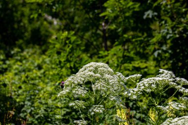 Dağlarda yetişen Pleurospermum austriacum çiçeği