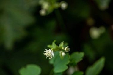 Dağlarda yetişen Astrantia Carniolica çiçeği.