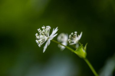 Dağlarda yetişen Astrantia Carniolica çiçeği.