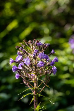 Dağlarda büyüyen Cicerbita Alpina çiçeği, kapat