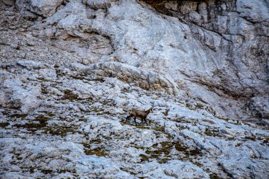 Julian Alplerinde Chamois, Slovenya