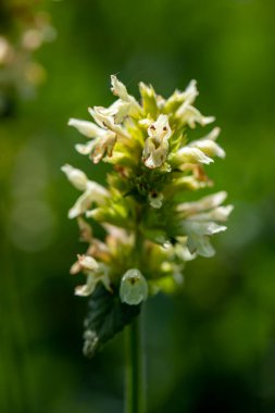 Dağlarda büyüyen Betonica alopecuros çiçeği