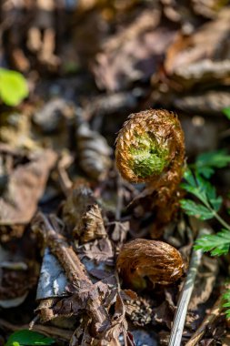 Ormanda yetişen Dryopteris filix-mas çiçeği
