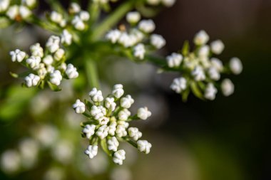 Dağlarda yetişen Pleurospermum austriacum çiçeği