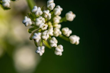Dağlarda yetişen Pleurospermum austriacum çiçeği