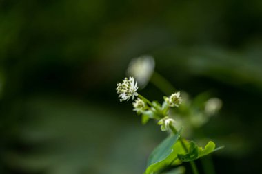 Dağlarda yetişen Astrantia Carniolica çiçeği.