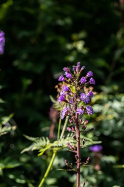 Dağlarda büyüyen Cicerbita Alpina çiçeği, kapat