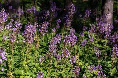 Dağlarda büyüyen Cicerbita Alpina çiçeği, kapat