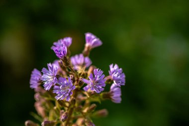 Dağlarda büyüyen Cicerbita Alpina çiçeği, kapat