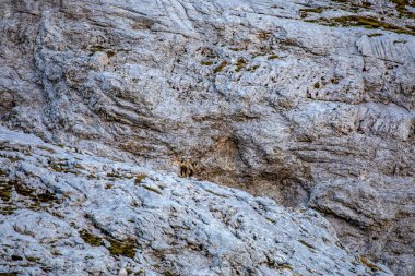 Julian Alplerinde Chamois, Slovenya
