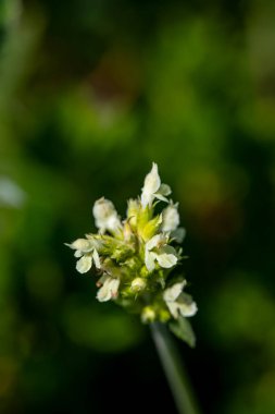 Dağlarda büyüyen Betonica alopecuros çiçeği
