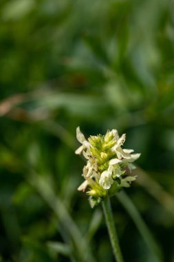 Dağlarda büyüyen Betonica alopecuros çiçeği